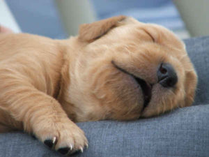 closeup of sleeping puppy